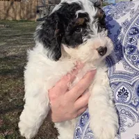 Banjo, a male Miniature Aussiedoodle for sale in Wills Point, TX – Photo 5 of 10