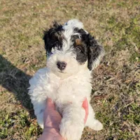 Banjo, a male Miniature Aussiedoodle for sale in Wills Point, TX – Photo 2 of 10