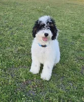 Banjo, a male Miniature Aussiedoodle for sale in Wills Point, TX – 2 of 10