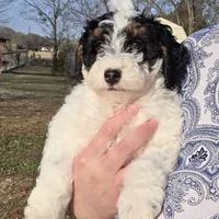 Banjo, a male Miniature Aussiedoodle for sale in Wills Point, TX – Photo 3 of 10