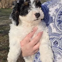 Banjo, a male Miniature Aussiedoodle for sale in Wills Point, TX – Photo 4 of 10