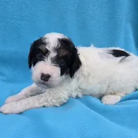 Banjo, a male Miniature Aussiedoodle for sale in Wills Point, TX – Photo 10 of 10