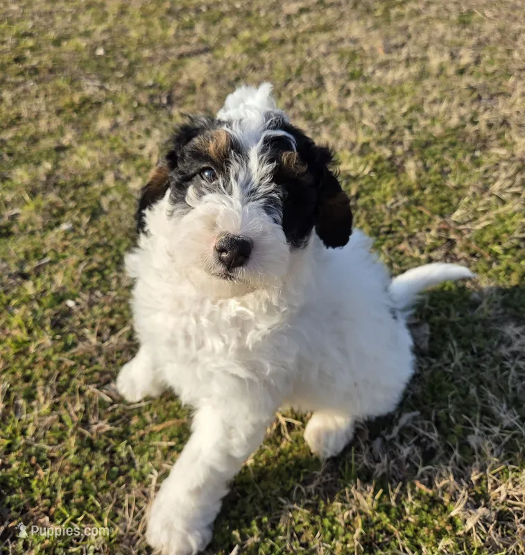 Banjo – Miniature Aussiedoodle puppy for sale in Wills Point, TX