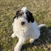 Banjo, a male Miniature Aussiedoodle for sale in Wills Point, TX – Photo 1 of 10