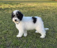 Banjo, a male Miniature Aussiedoodle for sale in Wills Point, TX – 3 of 10