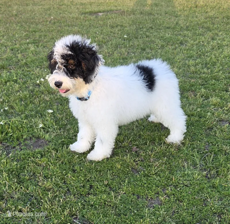 Banjo – Miniature Aussiedoodle puppy for sale in Wills Point, TX