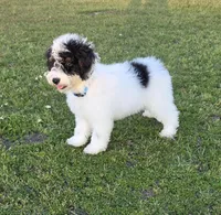 Banjo, a male Miniature Aussiedoodle for sale in Wills Point, TX – 1 of 10