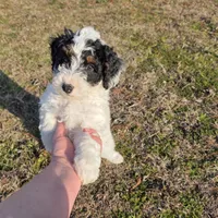 Banjo, a male Miniature Aussiedoodle for sale in Wills Point, TX – Photo 6 of 10