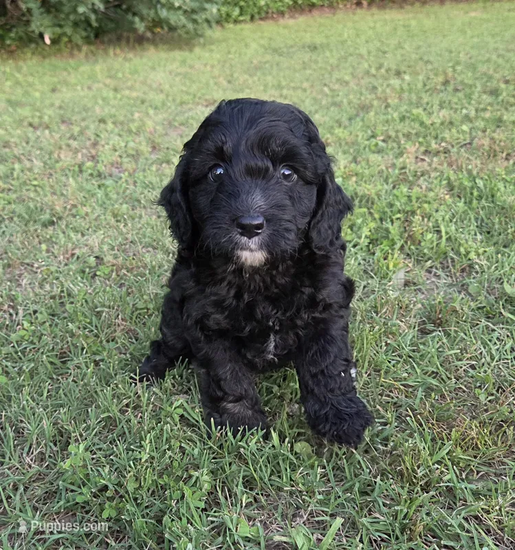 Cricket – Miniature Aussiedoodle puppy for sale in Wills Point, TX