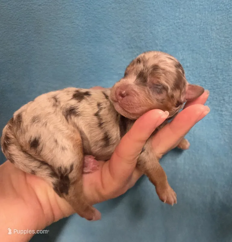 Duncan – Miniature Aussiedoodle puppy for sale in Wills Point, TX