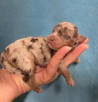 Duncan, a male Miniature Aussiedoodle for sale in Wills Point, TX – 1 of 9
