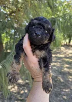 Dudley , a male Miniature Aussiedoodle for sale in Wills Point, TX – 5 of 5