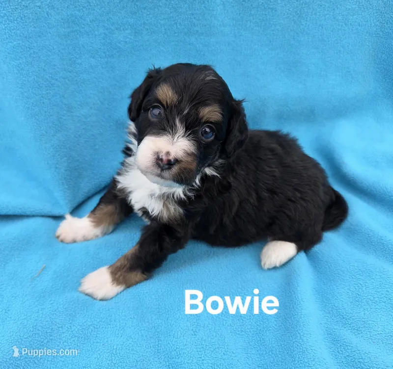Bowie