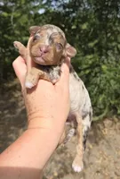 Duncan, a male Miniature Aussiedoodle for sale in Wills Point, TX – 6 of 9