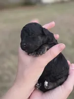 Deputy , a male Miniature Aussiedoodle for sale in Wills Point, TX – 2 of 2