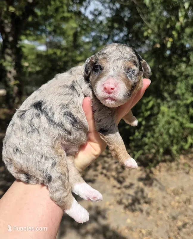 Dallas – Miniature Aussiedoodle puppy for sale in Wills Point, TX