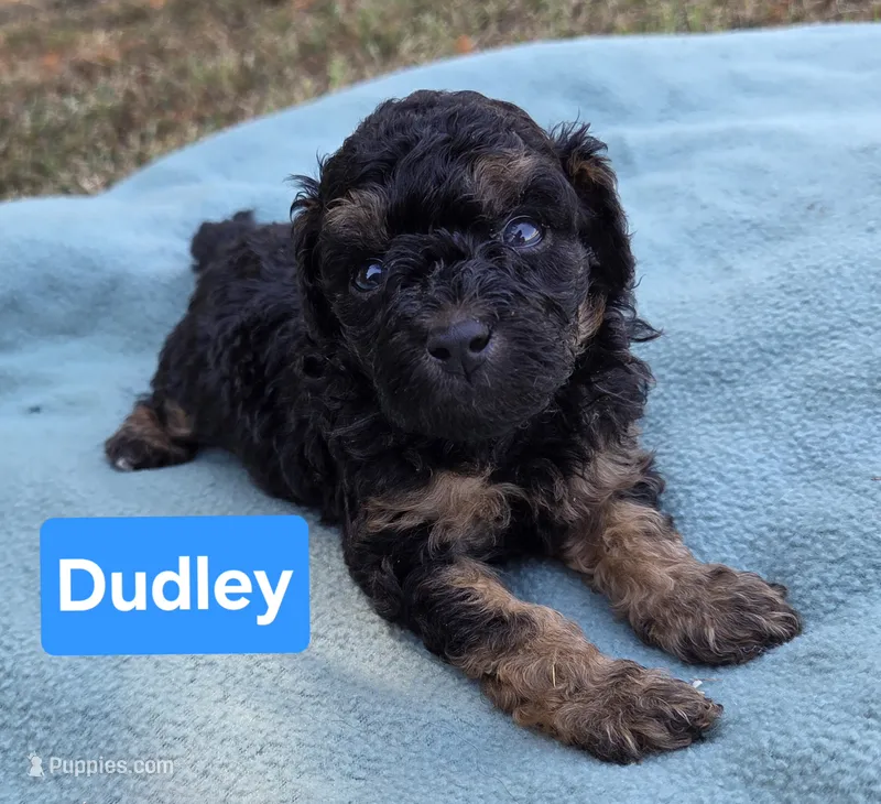 Dudley  – Miniature Aussiedoodle puppy for sale in Wills Point, TX