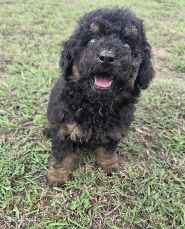 Duke – Miniature Aussiedoodle puppy for sale in Wills Point, TX