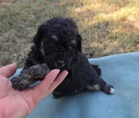 Diesel , a male Miniature Aussiedoodle for sale in Wills Point, TX – 2 of 4