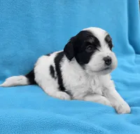 Bruno, a male Miniature Aussiedoodle for sale in Wills Point, TX – Photo 7 of 7
