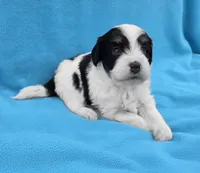 Bruno, a male Miniature Aussiedoodle for sale in Wills Point, TX – Photo 5 of 7