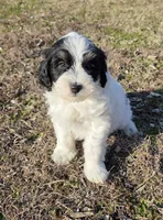 Bruno, a male Miniature Aussiedoodle for sale in Wills Point, TX – Photo 1 of 7