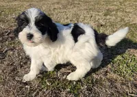 Bruno, a male Miniature Aussiedoodle for sale in Wills Point, TX – Photo 4 of 7