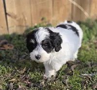 Bruno, a male Miniature Aussiedoodle for sale in Wills Point, TX – Photo 3 of 7