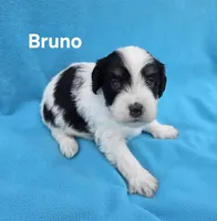 Bruno, a male Miniature Aussiedoodle for sale in Wills Point, TX – Photo 6 of 7