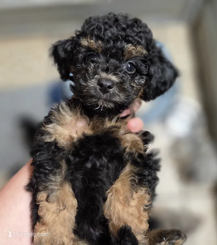 Dudley  – Miniature Aussiedoodle puppy for sale in Wills Point, TX