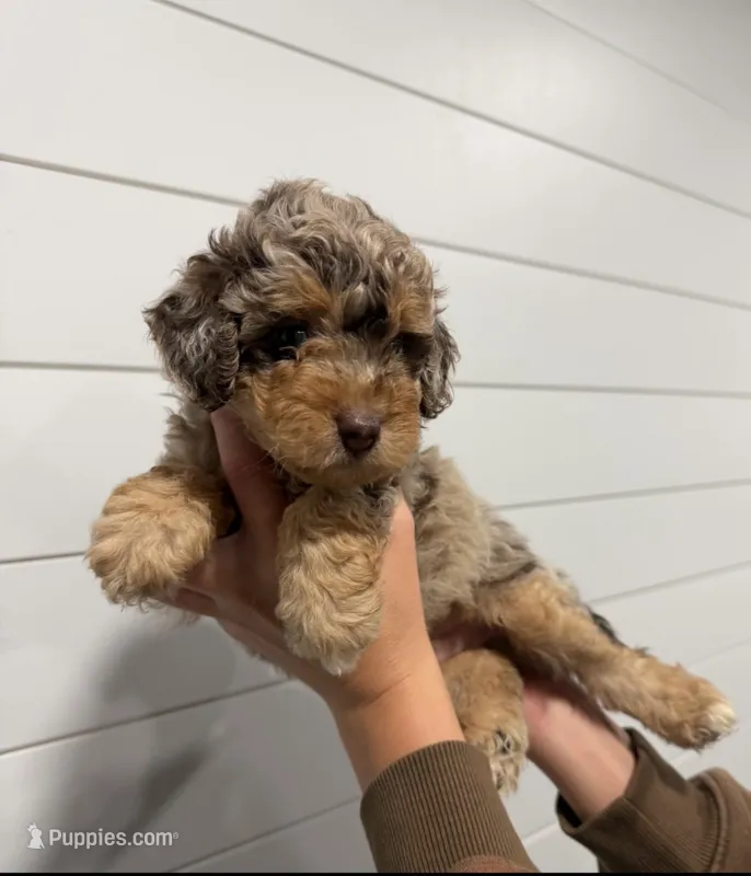 Duncan – Miniature Aussiedoodle puppy for sale in Wills Point, TX
