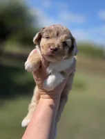 Winnie, a female Miniature Aussiedoodle for sale in Wills Point, TX – Photo 2 of 10