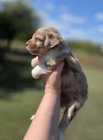 Winnie, a female Miniature Aussiedoodle for sale in Wills Point, TX – Photo 4 of 10