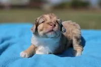 Winnie, a female Miniature Aussiedoodle for sale in Wills Point, TX – Photo 1 of 10