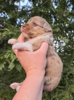 Winnie, a female Miniature Aussiedoodle for sale in Wills Point, TX – Photo 9 of 10