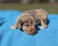 Winnie, a female Miniature Aussiedoodle for sale in Wills Point, TX – Photo 3 of 10