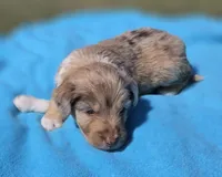 Winnie, a female Miniature Aussiedoodle for sale in Wills Point, TX – Photo 7 of 10