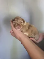 Winnie, a female Miniature Aussiedoodle for sale in Wills Point, TX – Photo 10 of 10