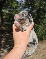 Dallas, a male Miniature Aussiedoodle for sale in Wills Point, TX – 7 of 9