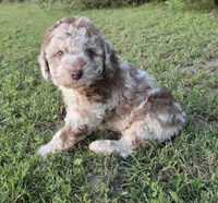 Cinnamon , a female Miniature Aussiedoodle for sale in Wills Point, TX – 2 of 7