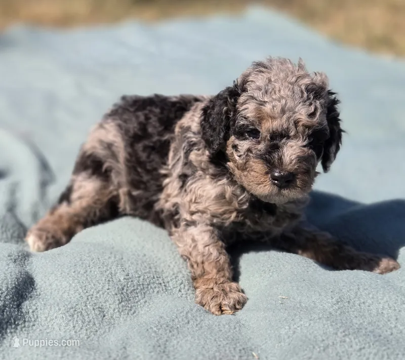 Doc – Miniature Aussiedoodle puppy for sale in Wills Point, TX