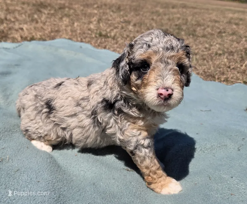 Dallas – Miniature Aussiedoodle puppy for sale in Wills Point, TX