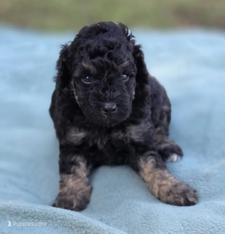Deputy  – Miniature Aussiedoodle puppy for sale in Wills Point, TX