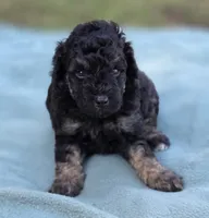 Deputy , a male Miniature Aussiedoodle for sale in Wills Point, TX – 9 of 9