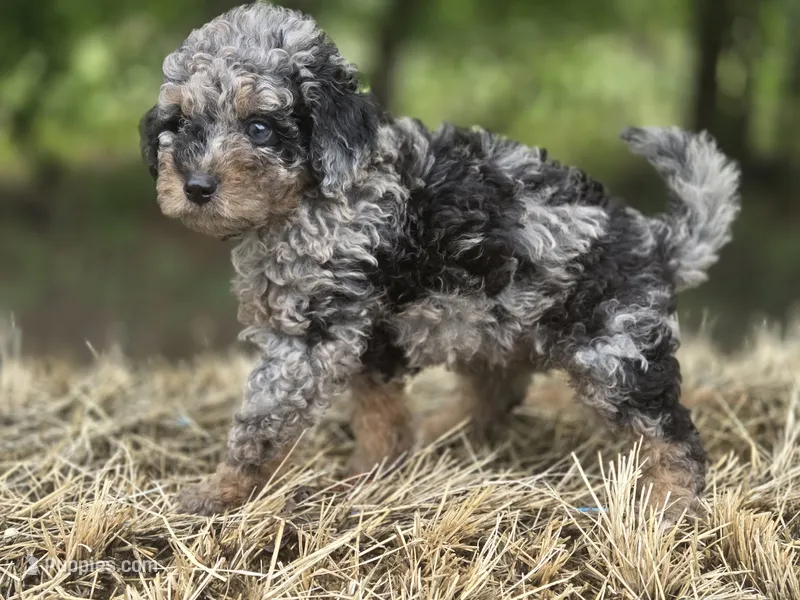 Doc – Miniature Aussiedoodle puppy for sale in Wills Point, TX