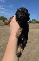 Dudley , a male Miniature Aussiedoodle for sale in Wills Point, TX – 2 of 5