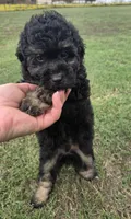 Deputy , a male Miniature Aussiedoodle for sale in Wills Point, TX – 4 of 9
