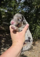 Dallas, a male Miniature Aussiedoodle for sale in Wills Point, TX – 8 of 9