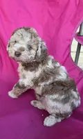 Cinnamon , a female Miniature Aussiedoodle for sale in Wills Point, TX – 6 of 7
