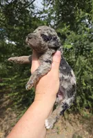 Doc, a male Miniature Aussiedoodle for sale in Wills Point, TX – 7 of 7
